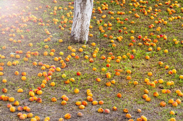 reife Aprikosen liegen unter dem Baum mit sonnigem Hotspot, Früchten und einer neuen Ernte - Foto, Bild
