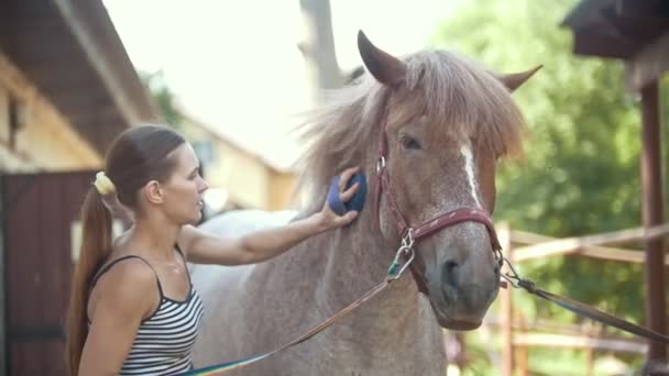 Joven mujer atractiva cepillando caballo negro en el paddock
 - Imágenes, Vídeo