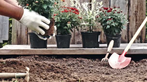 Męskie ręce w rękawicach ochronnych sadzenia krzew Chryzantema czerwony do ziemi. Zwolnionym tempie - Materiał filmowy, wideo