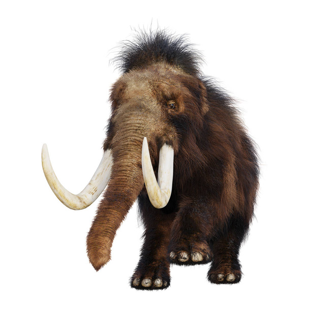 3D-s renderelés gyapjas mamut elszigetelt fehér alapon - Fotó, kép