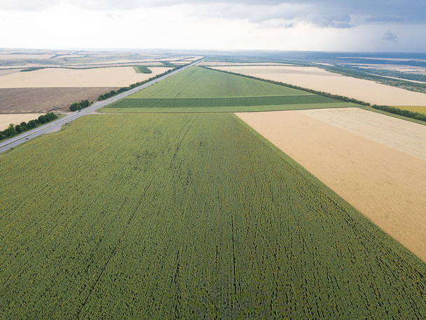 Aerial top view from drone to sunflower and wheat fields at summer time - Foto, Bild