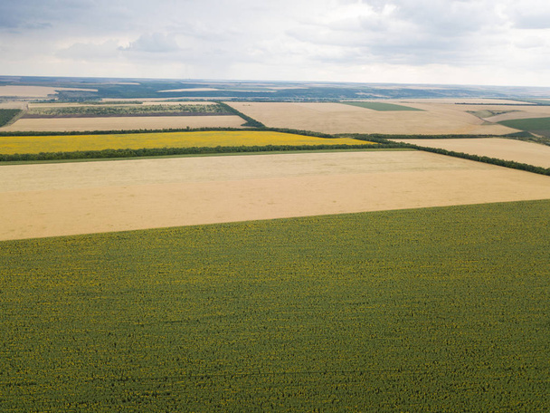 Aerial top view from drone to sunflower and wheat fields at summer time - Foto, afbeelding