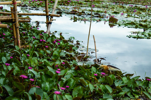 die Schönheit des roten Lotus im See, Thailand. - Foto, Bild