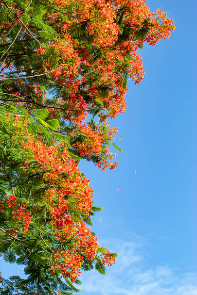 Η ομορφιά της ένα κόκκινο λουλούδι ή Caesalpinia pulcherrima (L.) Sw. με ένα φωτεινό μπλε ουρανό. - Φωτογραφία, εικόνα