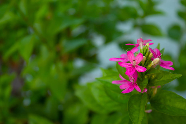rosa Blüten auf grünen Blättern im Hintergrund. - Foto, Bild