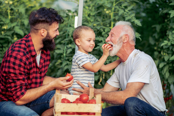 Abuelo, hijo y nieto trabajando en invernadero
 - Foto, Imagen