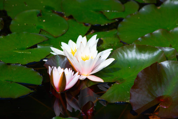 Естественное болото с водяными лилиями
 - Фото, изображение