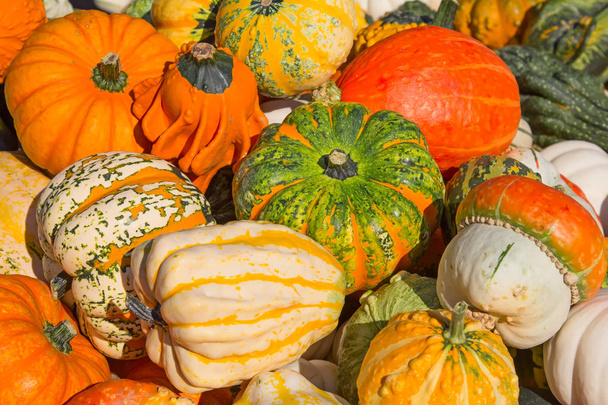 Colorful pumpkins collection on autumn market - Foto, Imagem