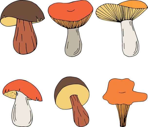 Set of different forest mushrooms. Hand drawn illustration isolated on white background. - Vector, Image