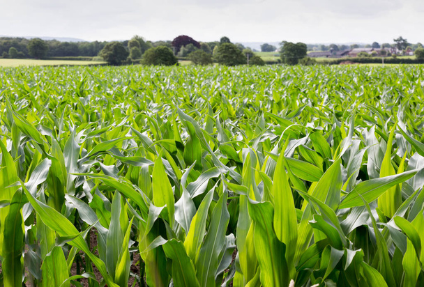 Поле молодих кукурудзяних рослин
 - Фото, зображення