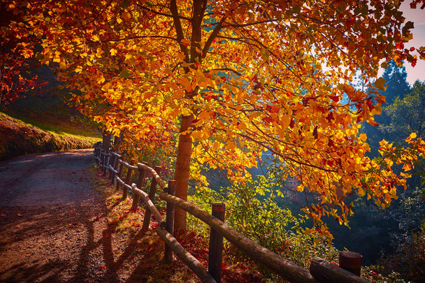 Liście jesienią w bajkowy Las - Zdjęcie, obraz