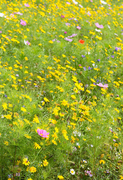 Hermosas flores silvestres creciendo en un prado
 - Foto, Imagen