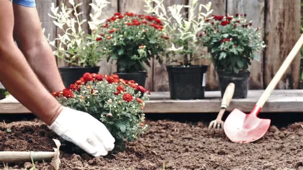 Männliche Hände in Schutzhandschuhen pflanzen einen Strauch einer roten Chrysantheme in die Erde. Zeitlupe - Filmmaterial, Video