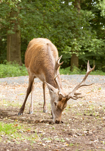 Cerf rouge à la recherche de glands dans les bois britanniques typiques
 - Photo, image