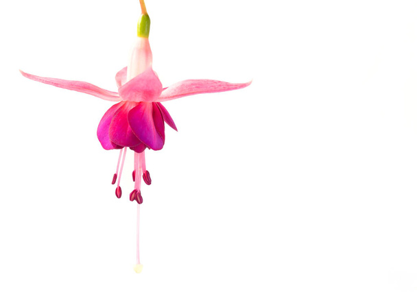 Mooie roze fuchsia bloem op wit - Foto, afbeelding