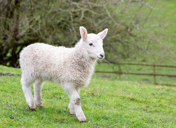 Giovane agnello pecora di montagna gallese
 - Foto, immagini