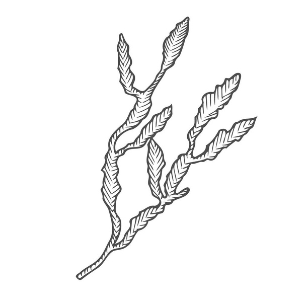 Illustration of Hand Drawn Sketch Seaweed Isolated on White Background. - Wektor, obraz