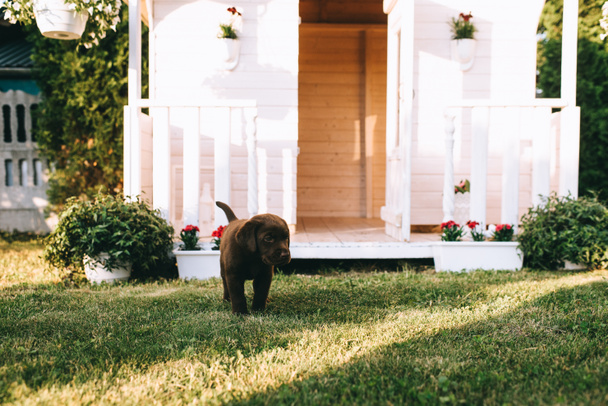 vista de cerca de lindo perrito labrador sobre hierba verde
 - Foto, Imagen