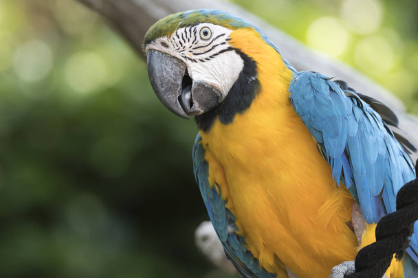 ara ararauna pappagallo in azienda
 - Foto, immagini