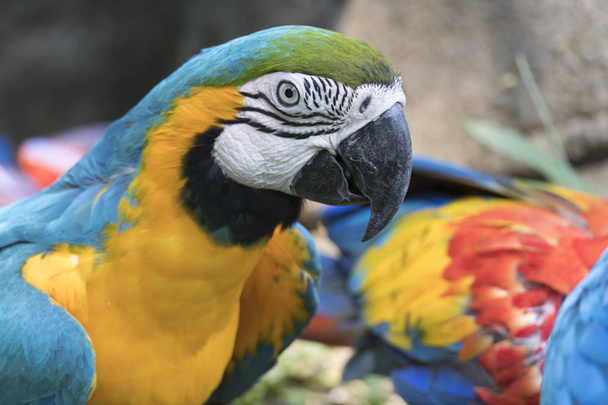 ara ararauna papağan gruptaki - Fotoğraf, Görsel