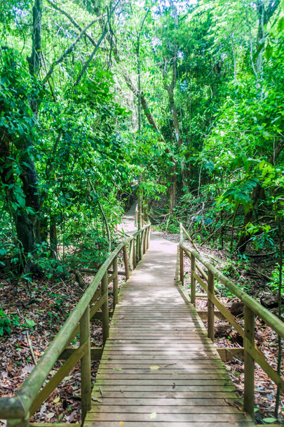 Passeio a pé no Parque Nacional Manuel Antonio, Costa Rica
 - Foto, Imagem