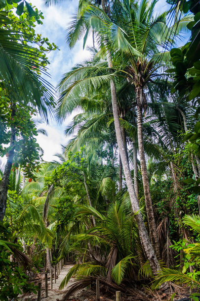 Palm forest in National Park Manuel Antonio, Costa Rica - Foto, Imagem