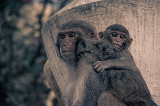 Widok z boku małpy z bliska z dzieckiem wiszące na tylnej. Rezus (Macaca mulatta) - Zdjęcie, obraz