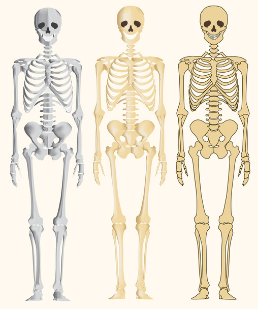 Ανθρώπινος σκελετός - Διάνυσμα, εικόνα