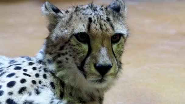 Retrato de guepardo, gato salvaje africano
 - Imágenes, Vídeo