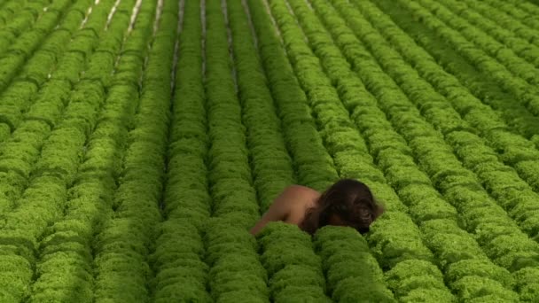Mladí veganské muž s dlouhými vlasy stanoví unavený v poli salát - Záběry, video