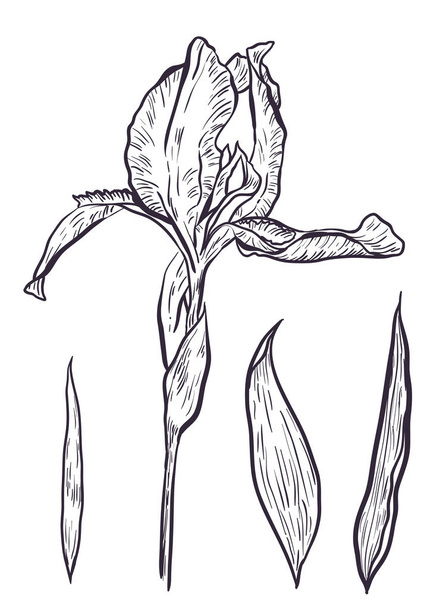 Hand-drawn iris set in vector on white background. - Vetor, Imagem