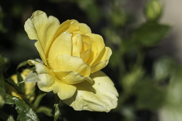 Κοντινό πλάνο υγρό ενιαίο κίτρινο τριαντάφυλλο - Φωτογραφία, εικόνα