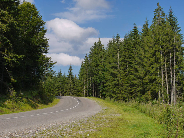 Gire a la izquierda en un camino de asfalto bosque a lo largo de pinos verdes bajo un cielo azul nublado. lugar de descanso, turismo, picnic
 - Foto, Imagen
