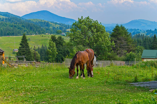 cavalos em um pasto verde nos arredores de uma aldeia perto das montanhas
 - Foto, Imagem