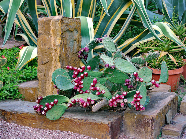 кактус с красными колючими фруктами на каменном пьедестале на фоне огромных листьев экзотического блеска
 - Фото, изображение