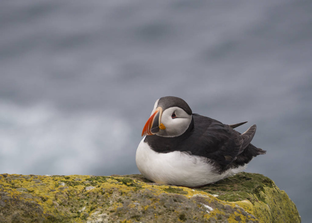 single close up Atlantic puffin (Fratercula arctica) sitting on rock of Latrabjarg bird cliffs, green grass and sea background, selective focus, copy space - Photo, Image