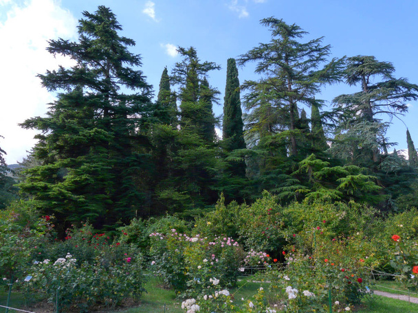 large flower beds with multi-colored roses on the background of tall green trees, pines, pyramidal tuja and blue sky - 写真・画像