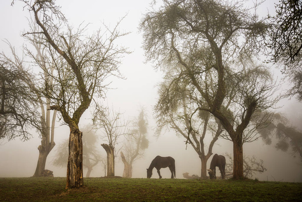 Two horses grazing in a foggy orchard of apple trees - Photo, Image