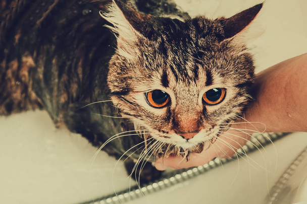 bathing a disgruntled cat, toned background photo - Photo, Image