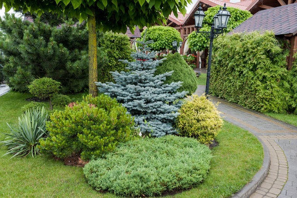 小さい庭とユニークな植物。ランドス ケープ デザイン - 写真・画像