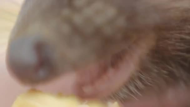 Pequeno ouriço come carne em palmas das mulheres macro
 - Filmagem, Vídeo