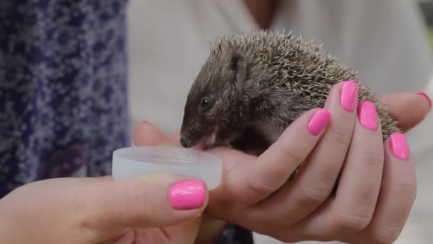 Pequeno ouriço bebe água nas palmas das mulheres
 - Filmagem, Vídeo