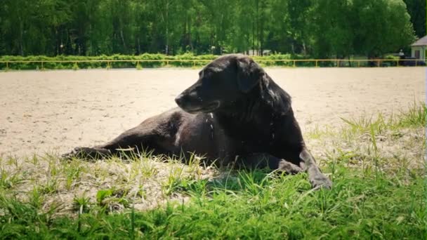 O cão preto jaz no chão sob o sol escaldante do verão. O cão descansa
 - Filmagem, Vídeo