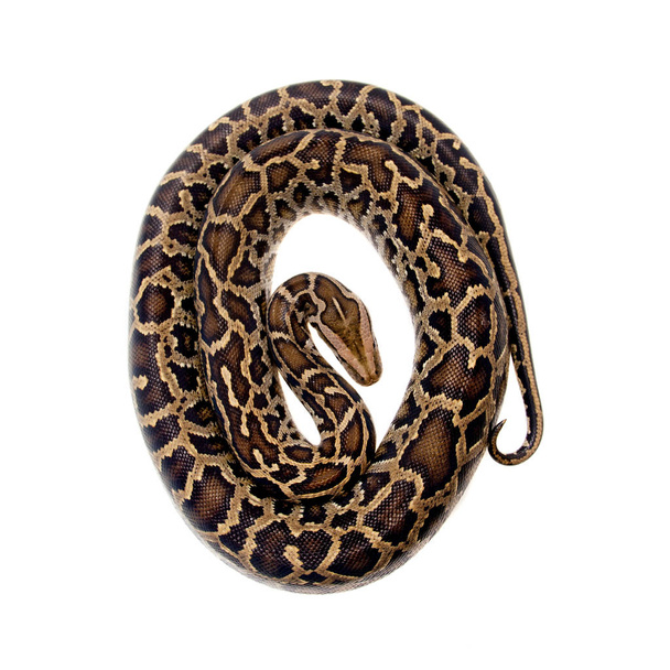 Burmese python on white background - Foto, immagini