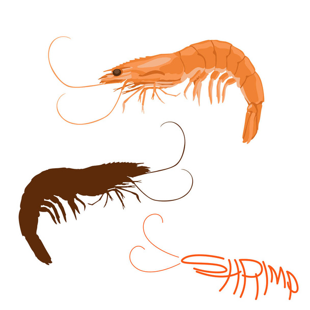 shrimp  vector illustration flat style logo profile  - Vector, Image