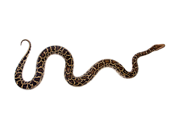 Burmese python on white background - Foto, Imagen