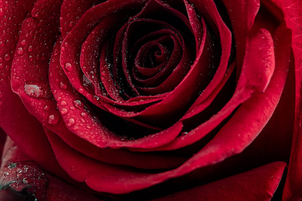 rode roos met dauwdruppels - Foto, afbeelding