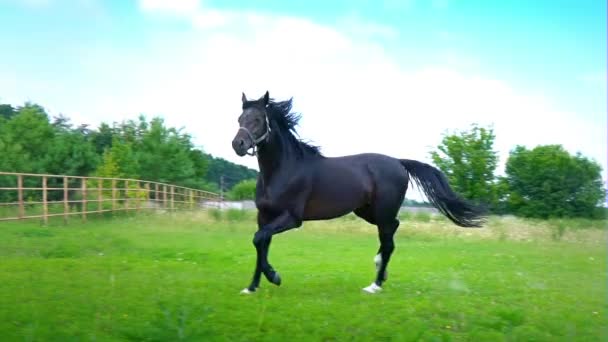 Czarny koń piękne galopujący na zielonej trawie na wybiegu. - Materiał filmowy, wideo