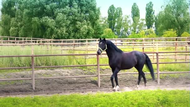 Hermoso caballo oscuro despega y corre por el paddock al aire libre. El caballo muestra su temperamento
 - Imágenes, Vídeo