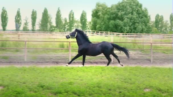 Černý krásný kůň tryskem na zelené trávě ve výběhu - Záběry, video